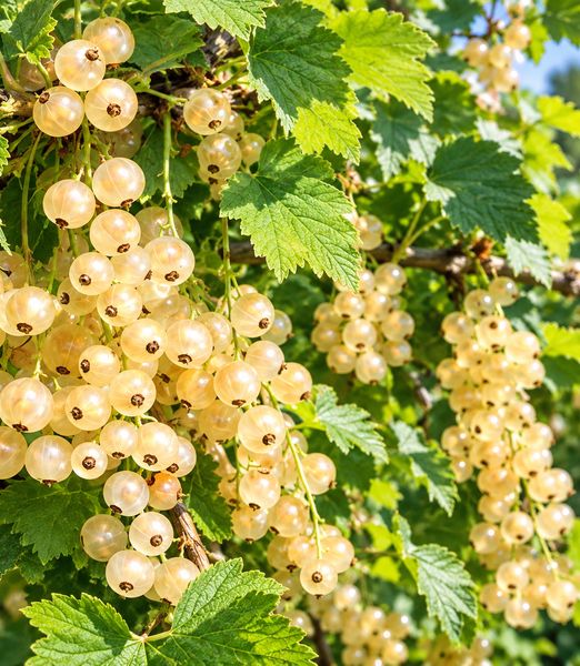 Ribes rubrum 'Zitavia'